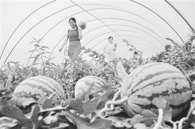 科技賦能，模式創(chuàng)新 牧原食品現(xiàn)代化高效農(nóng)業(yè)示范園的技術(shù)推廣之路